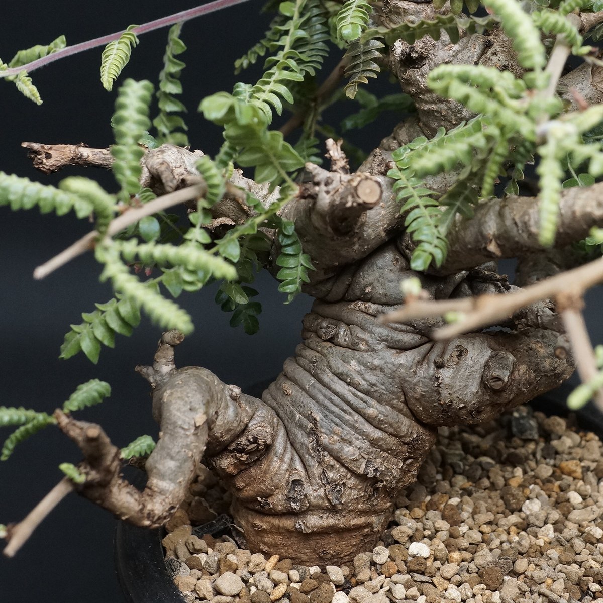 Boswellia neglecta