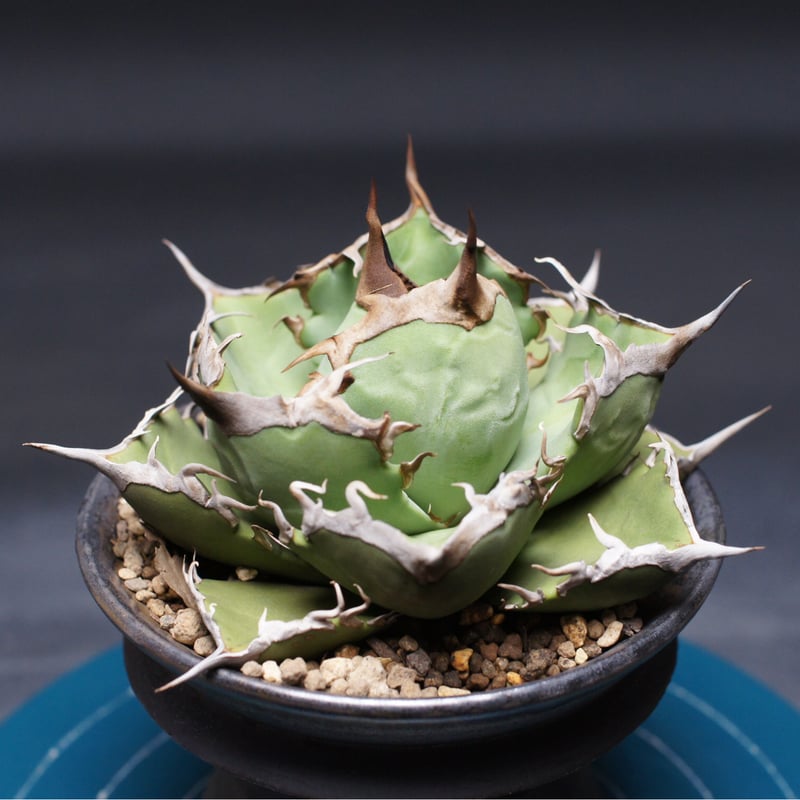 アガベ チタノタ【阿修羅】 