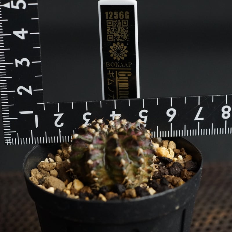 Gymnocalycium Gymnocalycium