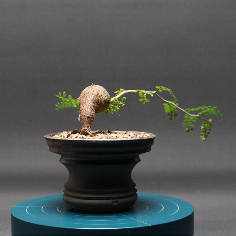 【土日価格】Operculicarya pachypusオペルクリカリアパキプス オペルクリカリア パキプス 