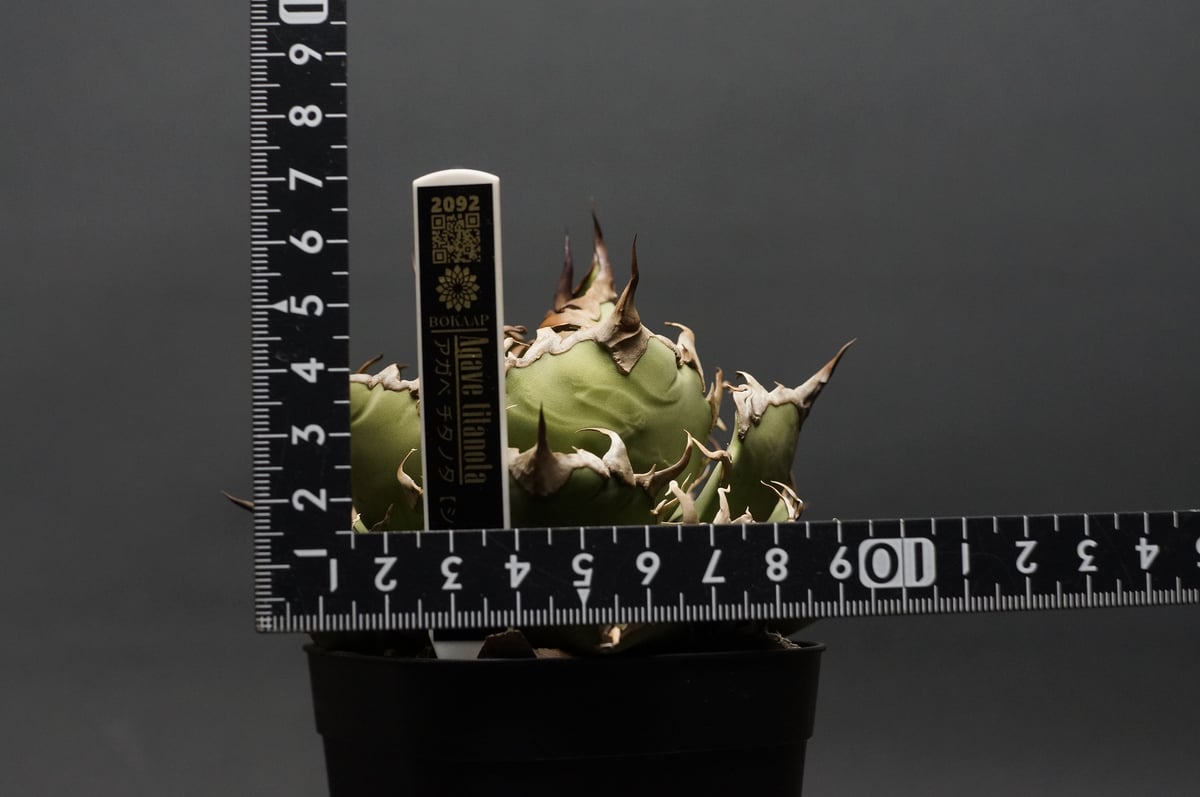 Agave デニス シーザー003 Yahoo!オークション - 【凱撒】 003 Agave titanota アガベ チタノタ D