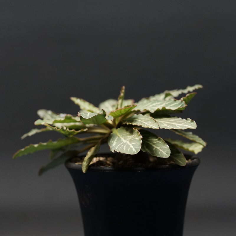 Euphorbia fish bone