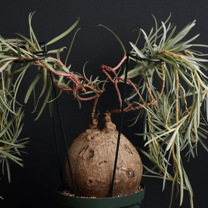 Euphorbia trichadenia