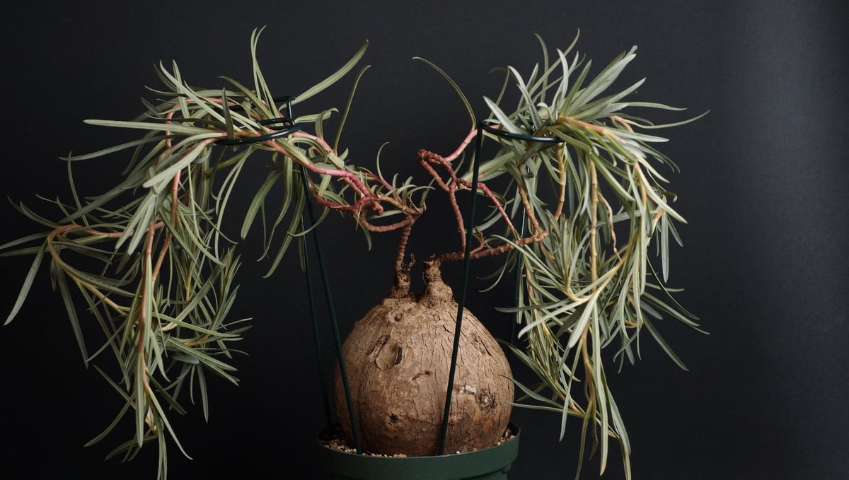 ト*シ様 ユーフォルビア トリカデニアEuphorbiatrichadenia 214f1d234a28de53158d28ddea4050