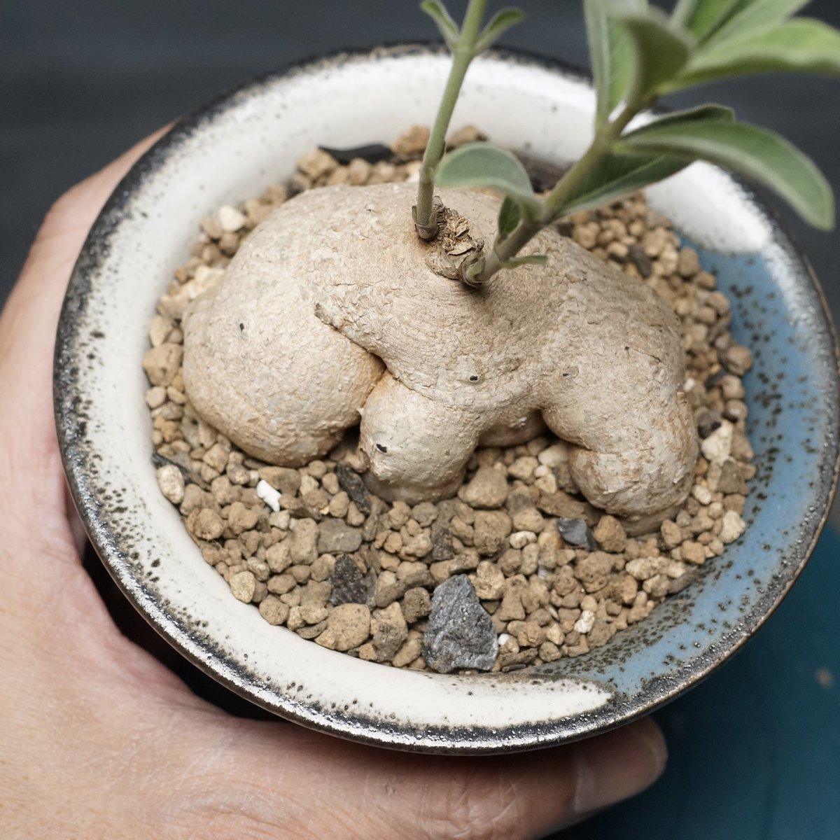 Raphionacme galpinii