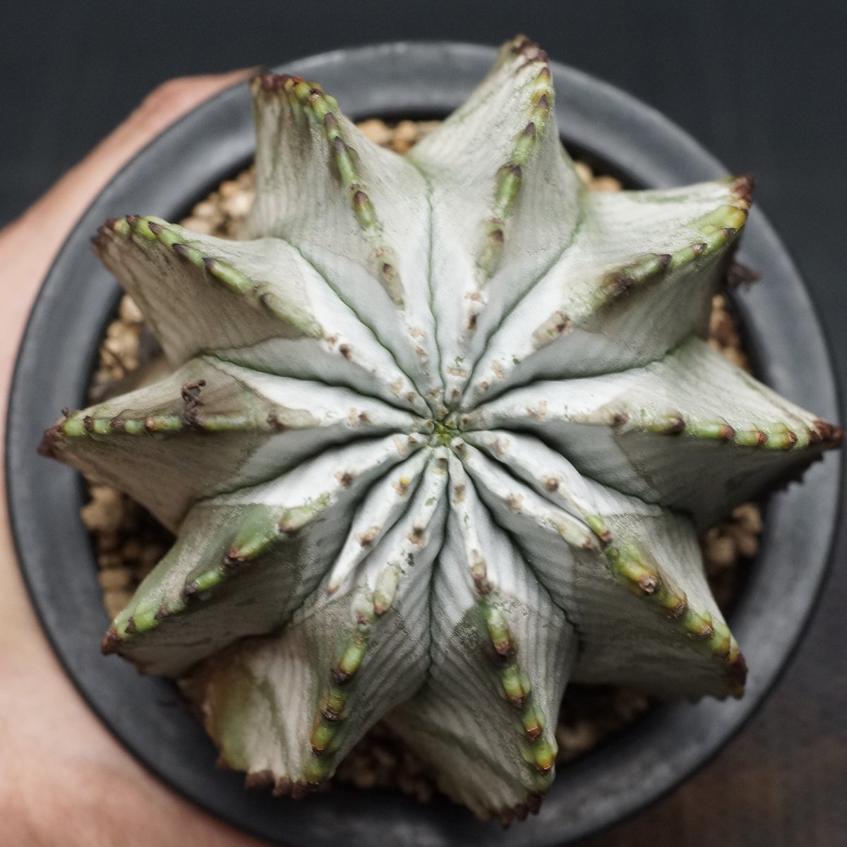 ユーフォルビア　ホリダ　アルバ Euphorbia horrida alba