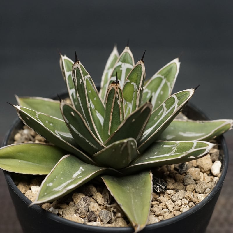 Agave victoriae-reginae ssp.swobodae