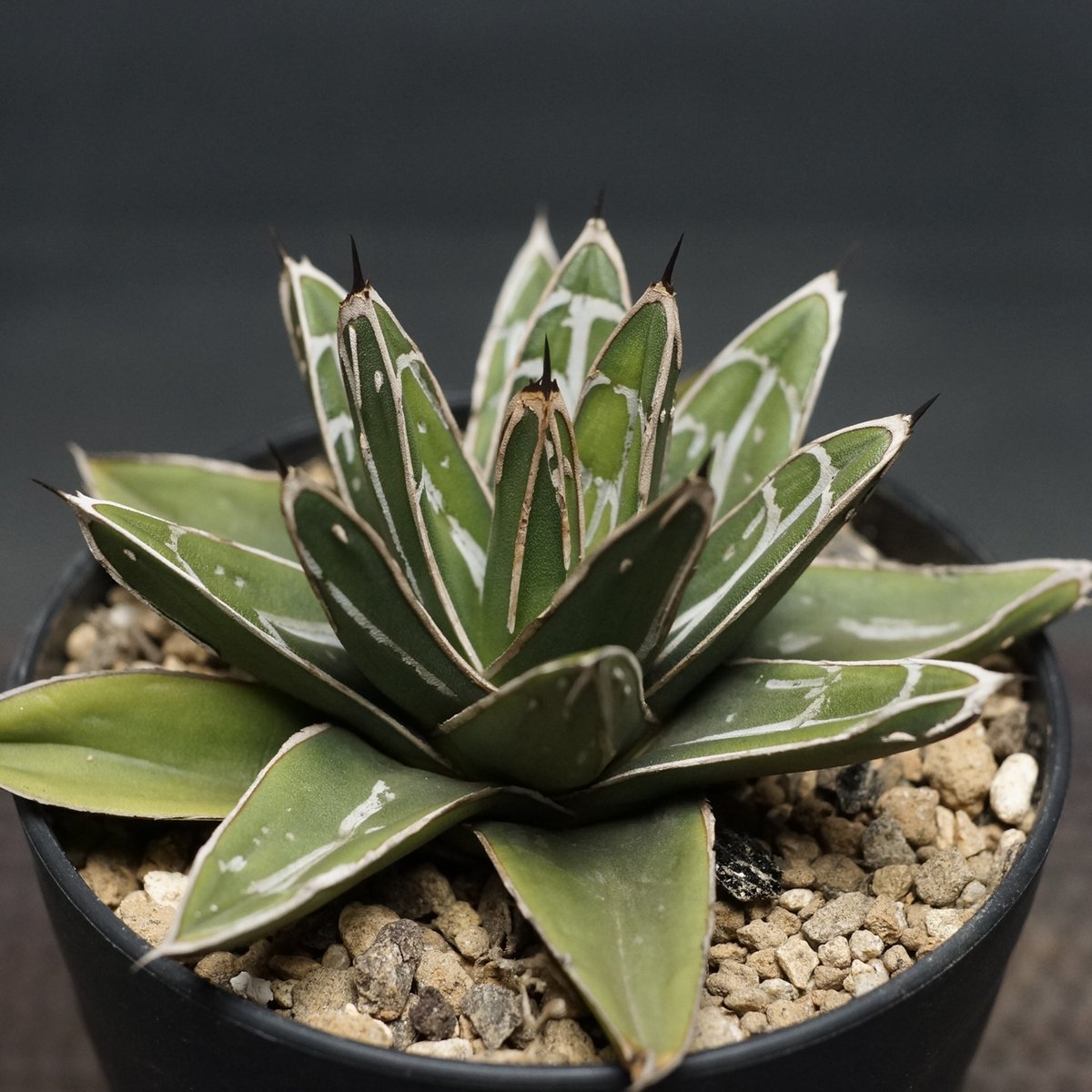 Agave victoriae-reginae ssp.swobodae