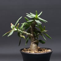 Adenia viridiflora