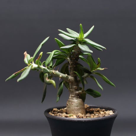 パキポディウム | STORES