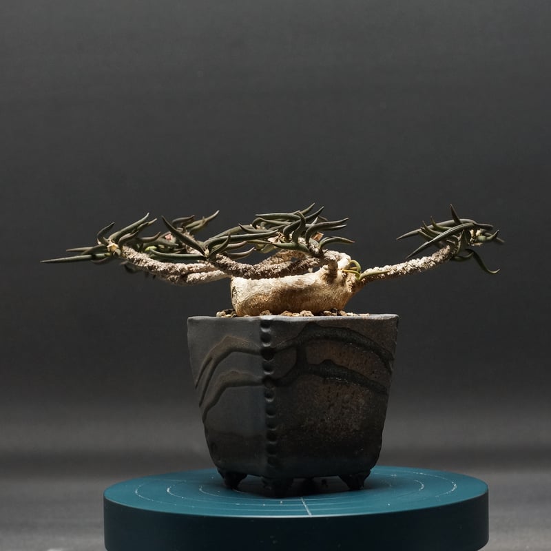 Euphorbia cylindrifolia