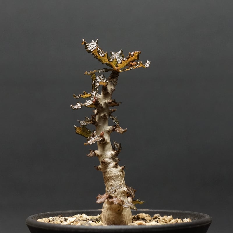 ボスウェリア　ポポビアナ isla del pescado - Boswellia nana-ボスウェリア・ナナ