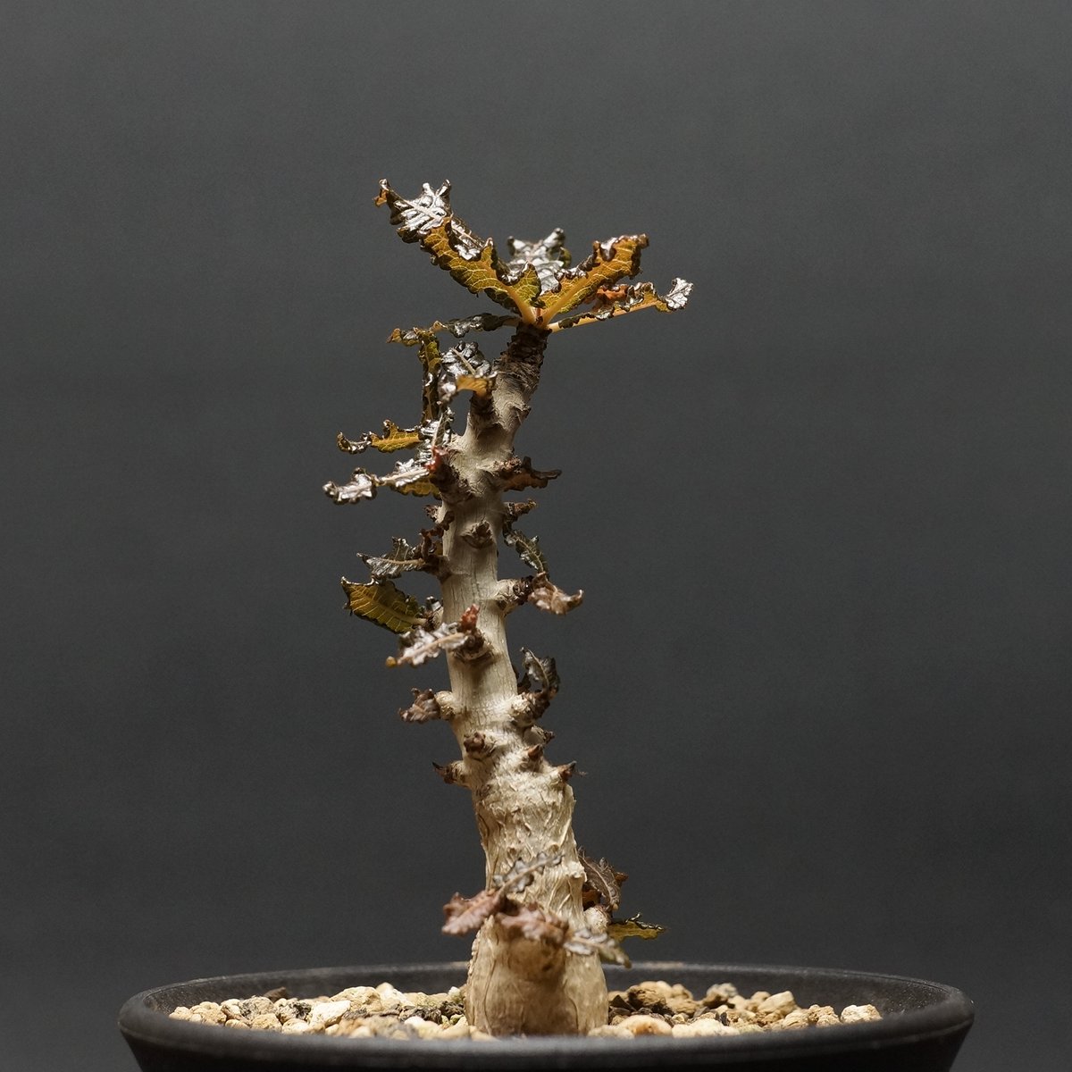 6月入荷 ボスウェリア ナナ 種子10粒 Boswellia nana 6月入荷 ボスウェリア ナナ 種子10粒 Boswellia nana