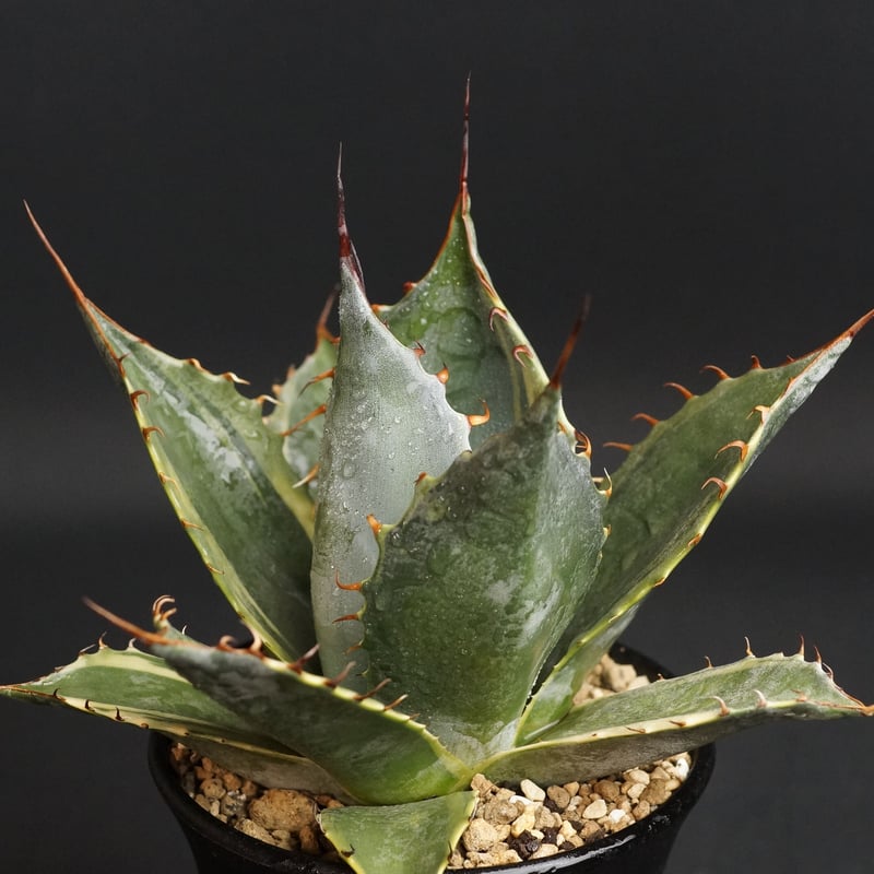 Agave parrasana