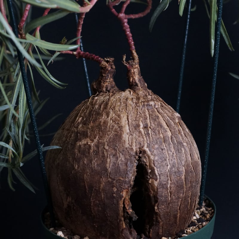 ト*シ様 ユーフォルビア トリカデニアEuphorbiatrichadenia isla del pescado - Euphorbia trichadenia-ユーフォルビア