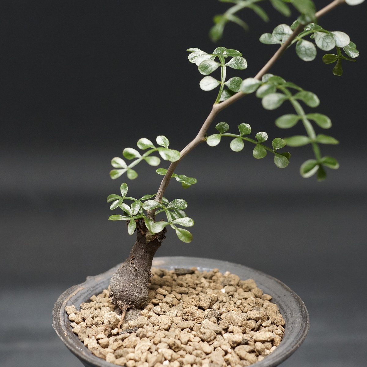 オペルクリカリア　ヒルスティッシマ　現品 Operculicarya hirsutissima