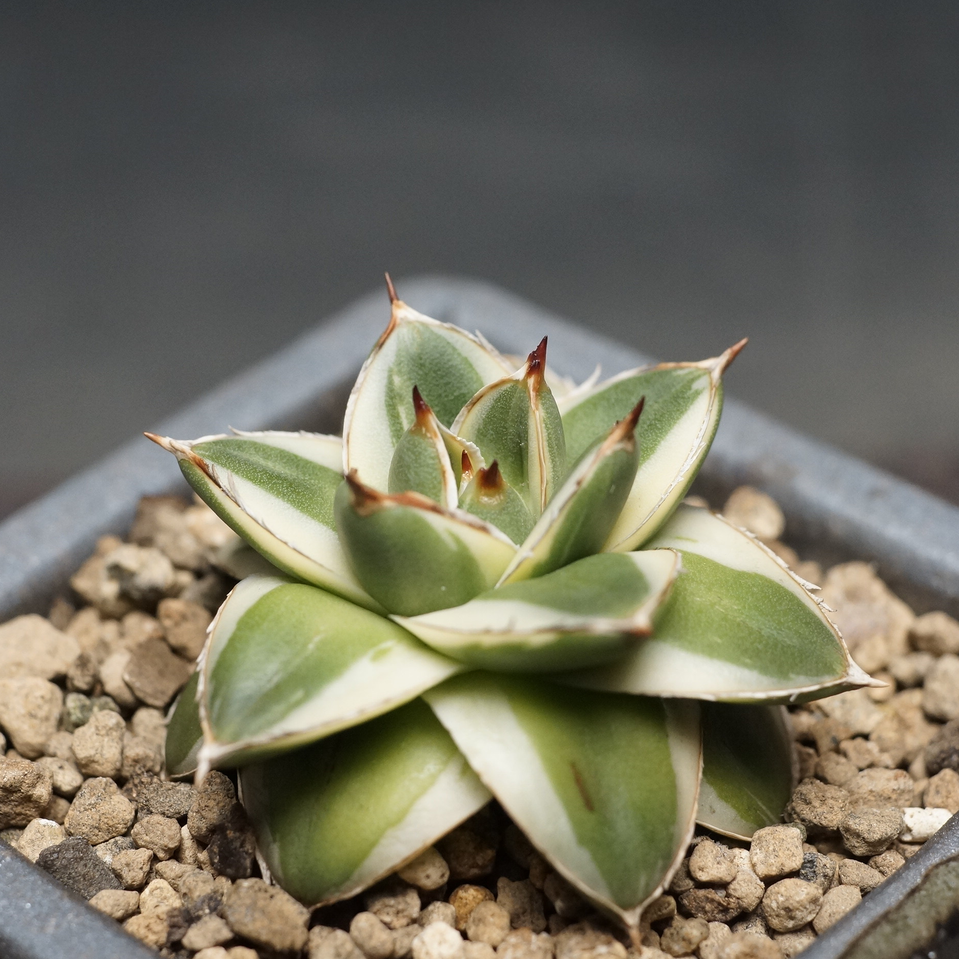 Agave filifera 'Pinky'