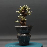 Boswellia dioscoridis