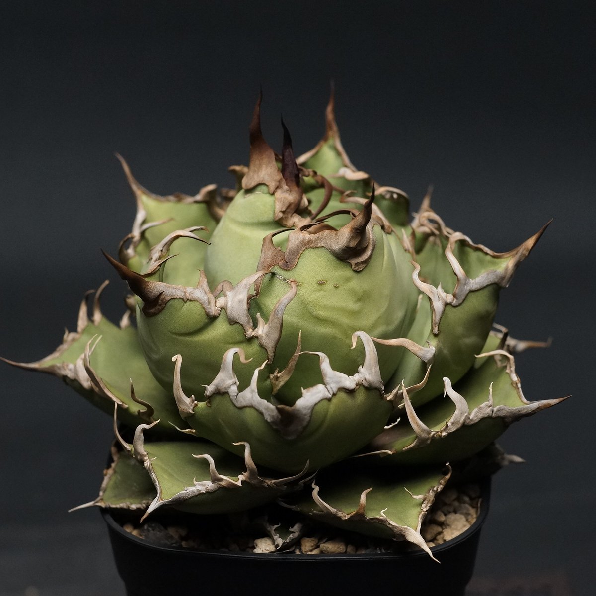 アガベ チタノタ シーザー 2 Agave 悪魔 ブツブツ Agave Titanota Caesar アガベ チタノタ シーザー / 中株(4号鉢