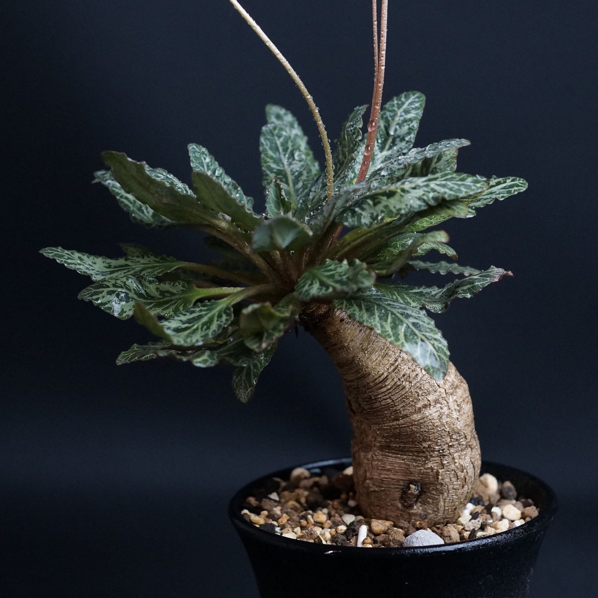 ユーフォルビア フィッシュスケール フィッシュボーン Euphorbia fish bone