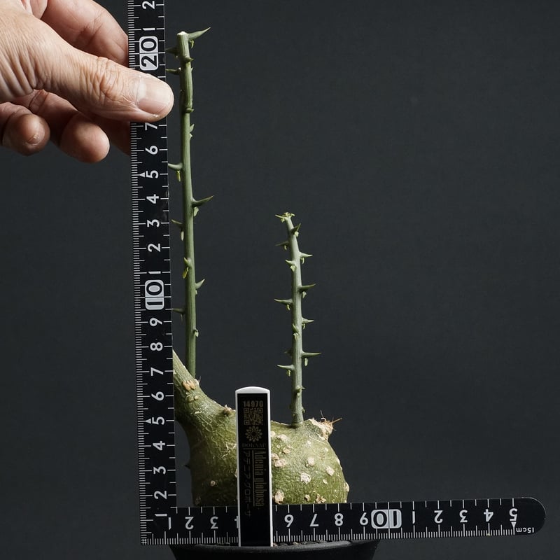 み*わ様 アデニア グロボーザ アデニア グロボーサ002 Adenia globosa【発根済み】 | Sunny Branch