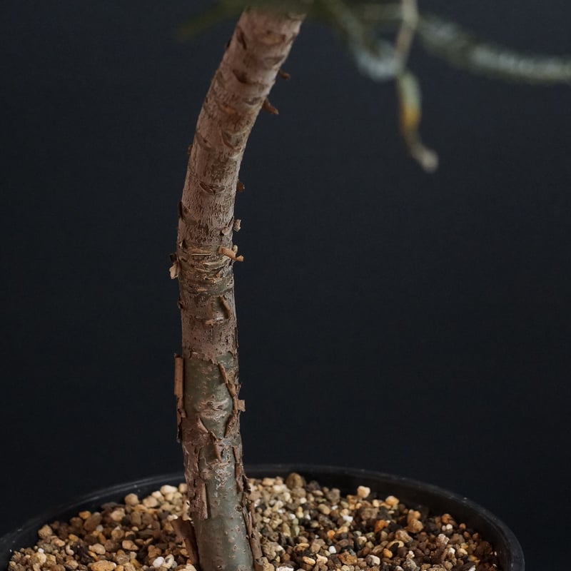 ボスウェリア エロンガータ 灌木 ブルセラ コミフォラ ベイセリア 塊根 ボスウェリア エロンガータ 灌木 ブルセラ コミフォラ