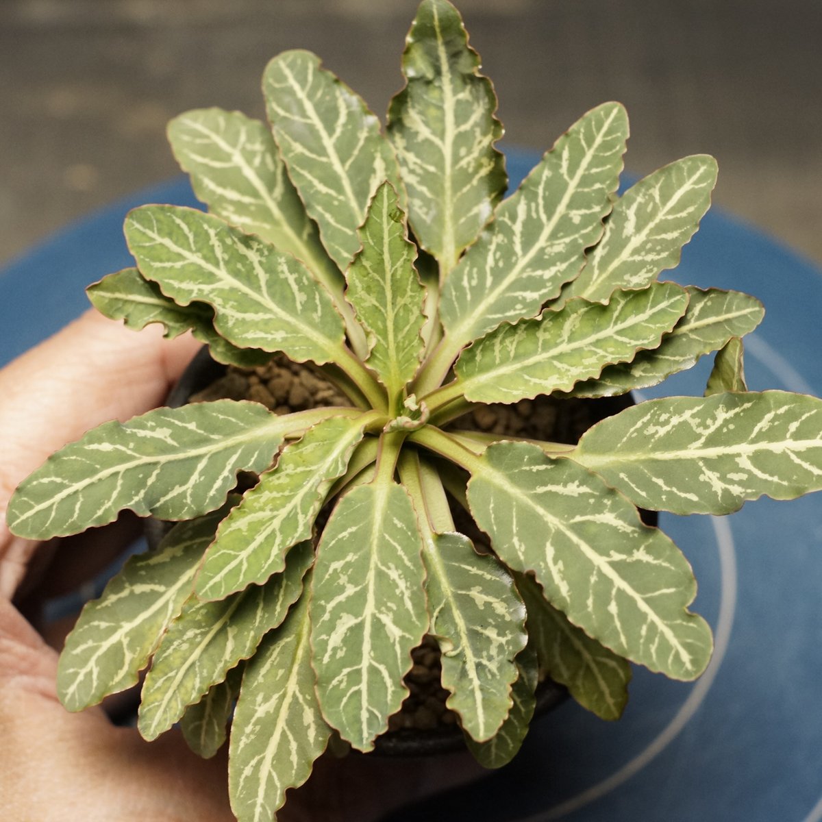 Euphorbia fish bone