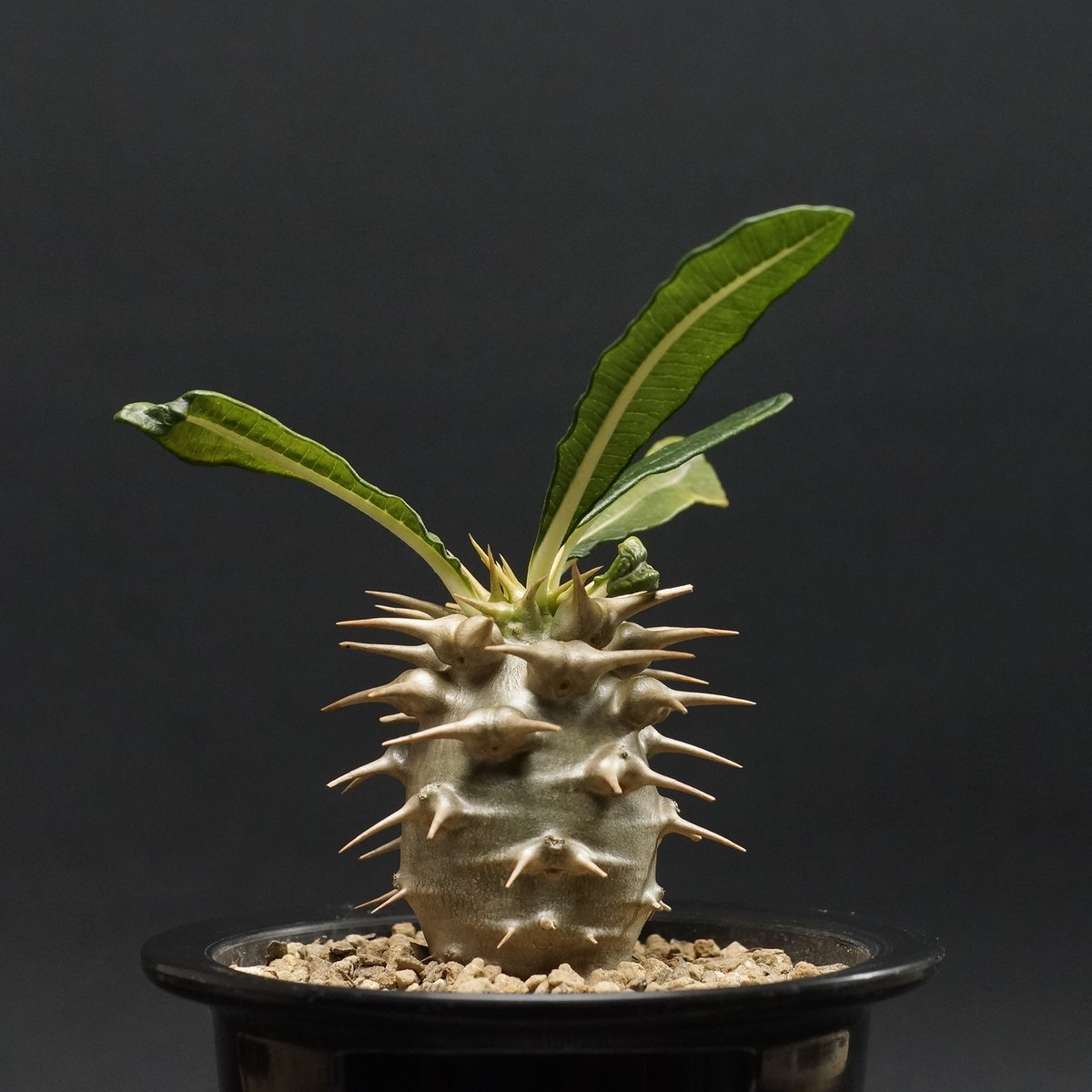 Pachypodium Ambongense