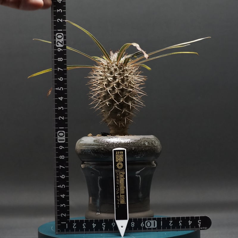 パキポディウム ゲアイー Pachypodium geayi