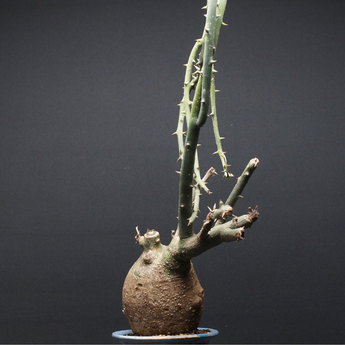 アデニア プセウドグロボーサ 現地球 Adenia pseudoglobosa アデニア プセウドグロボーサ 