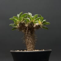Euphorbia subapoda