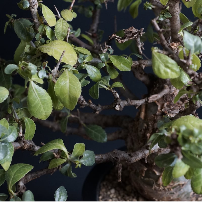 Commiphora incisa