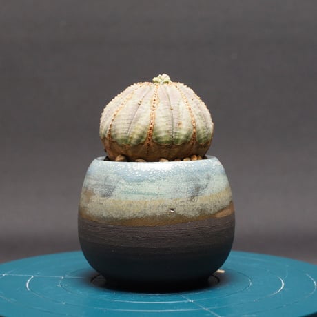 ユーフォルビア | STORES