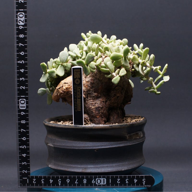 ケラリア ピグマエア 