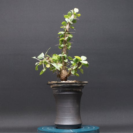 フォークイエリア | STORES