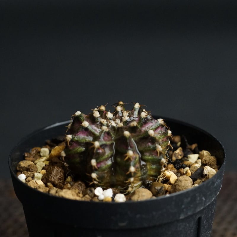 Gymnocalycium