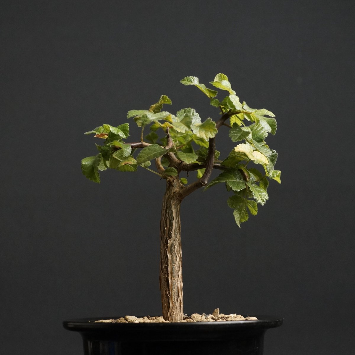 Bursera hindsiana