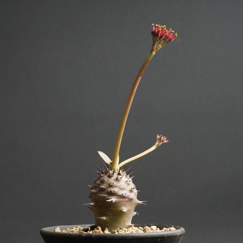 ユーフォルビア　パキポディオイデス (pachypodioides) Euphorbia pachypodioides ユーフォルビア パキポディオイデス