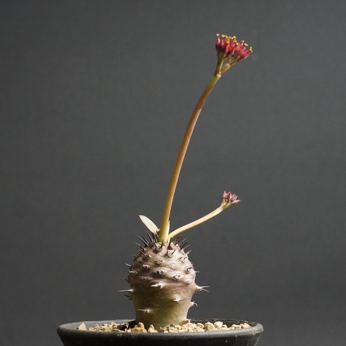 ユーフォルビア　パキポディオイデス (pachypodioides) fit=scale-down,w=1200