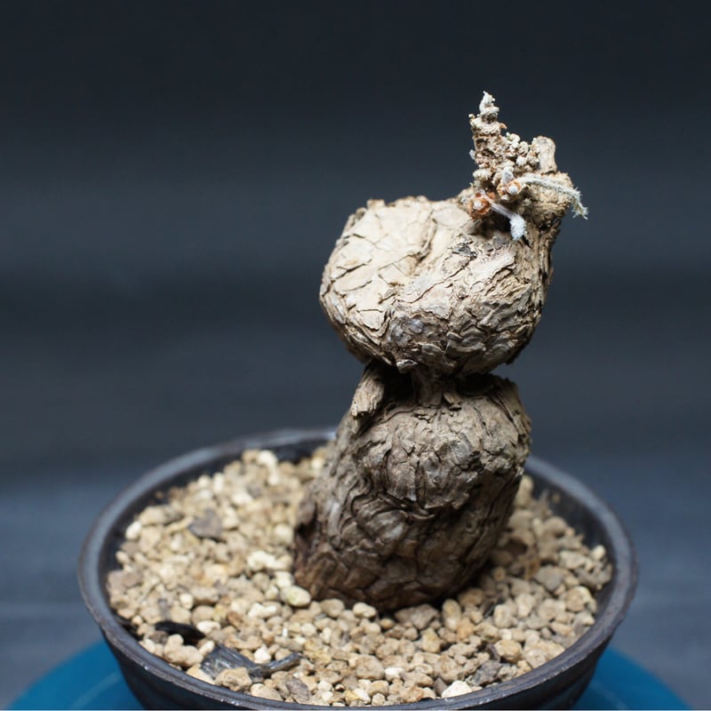 ペラルゴニウム トリステ 