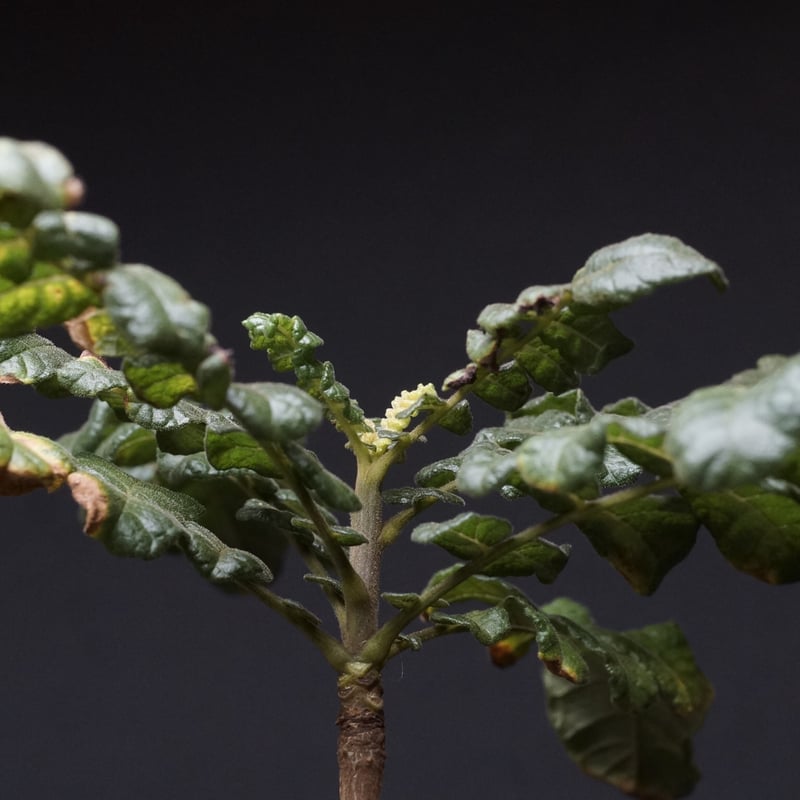 Boswellia sacra
