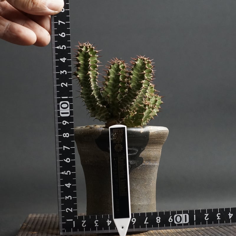 Euphorbia knobelii