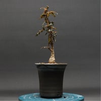 Boswellia nana