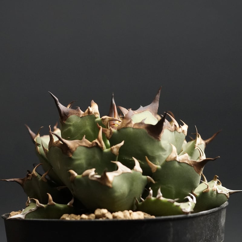 agave titanota