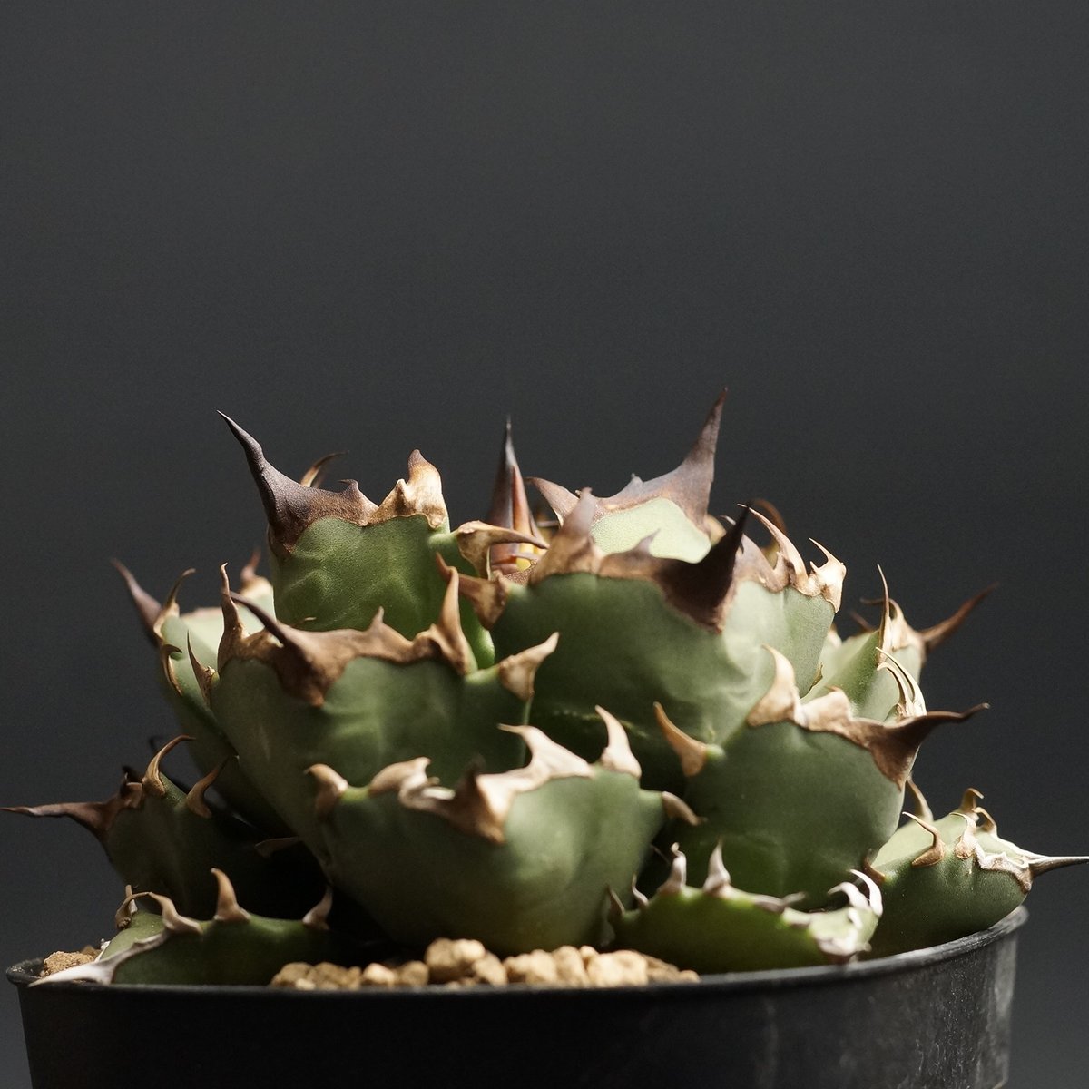 上澳園芸】アガベ チタノタ姫巌龍錦 覆輪斑