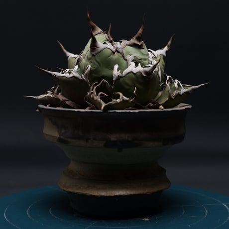 Mai…H♡【鉢ごと発送】活着済み　アガベ　チタノタ　姫厳竜錦　TC Mai…H♡【鉢ごと発送】活着済み アガベ チタノタ 姫厳竜錦 TC アガベ