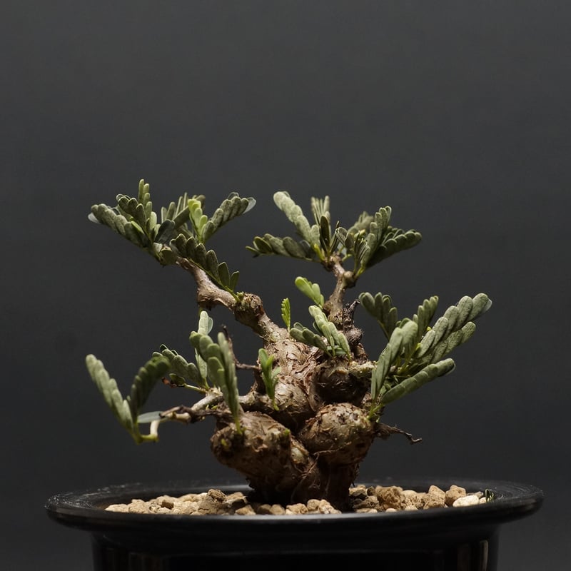 センナ メリディオナリス Senna meridionalis 大株　低重心 センナ メリディオナリス♡Senna meridionalis ♡コーデックス♡塊根