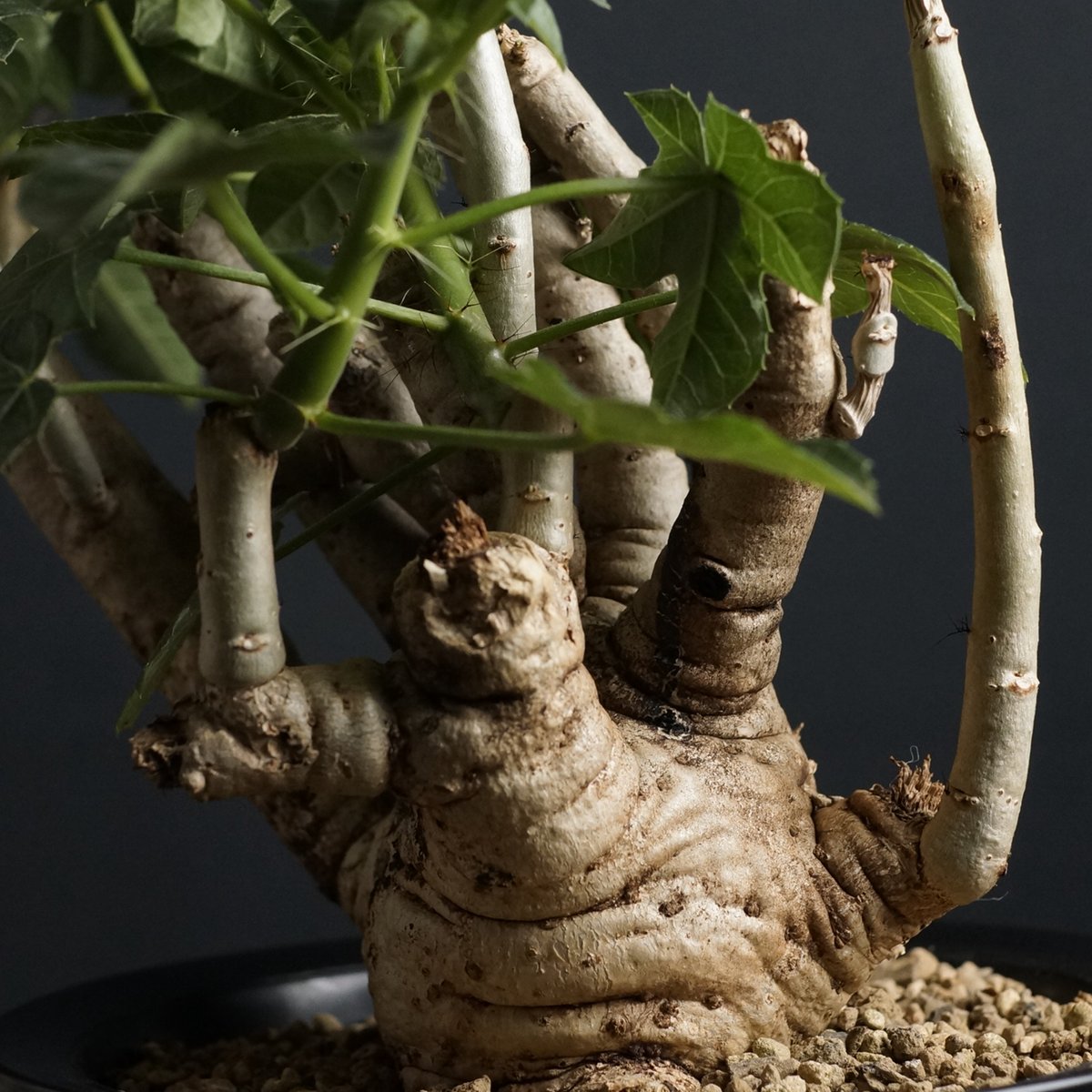 幸福の木 ドラセナ マッサンギアナ ガーデニング 風水 縁起 家庭用品