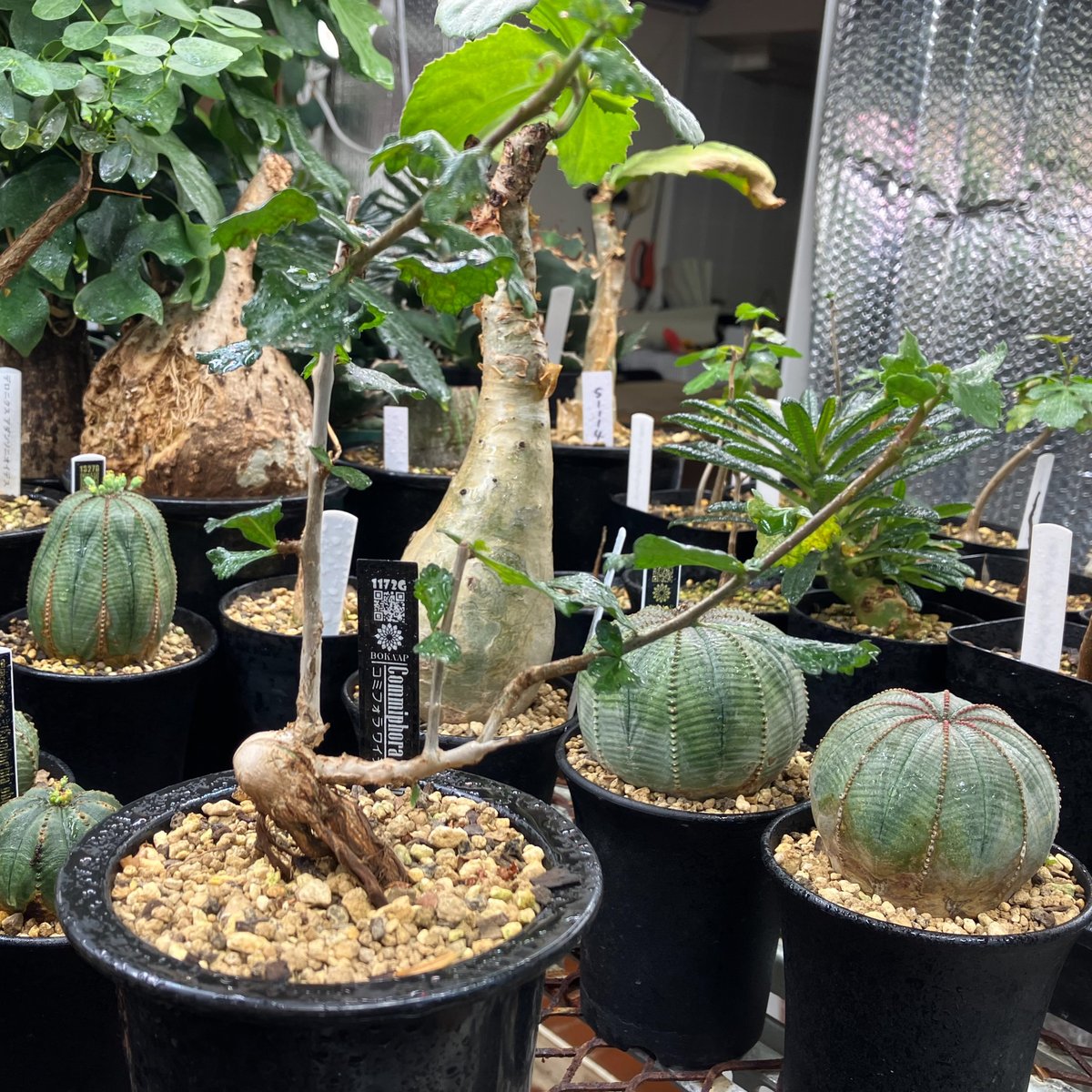 \"Commiphora wightii\" コミフォラ ワイティ 実生　良型 Commiphora wightii