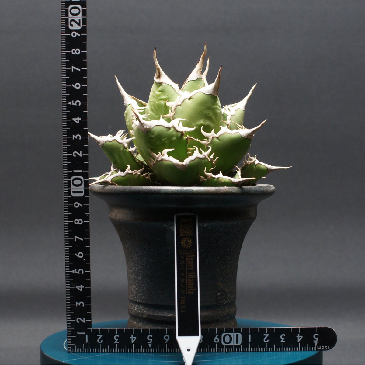 アガベ チタノタ【海王】 